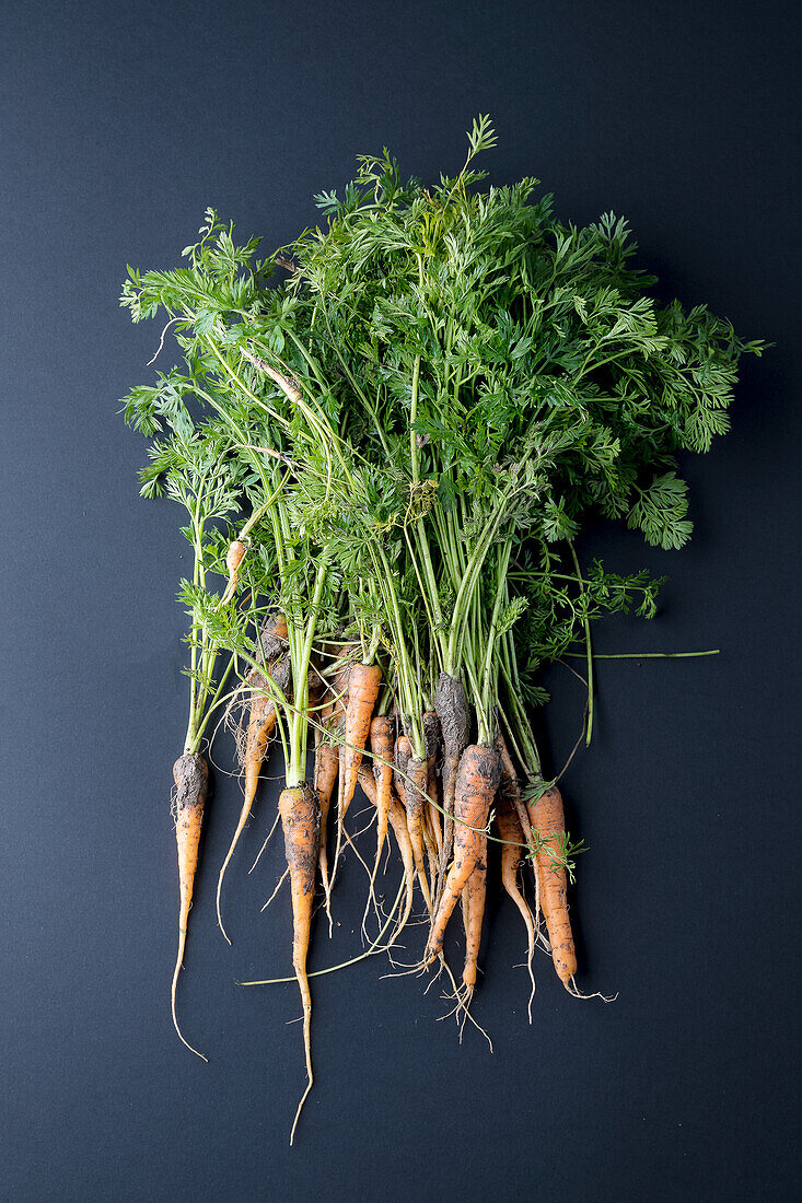 Fresh carrots with soil and carrot greens
