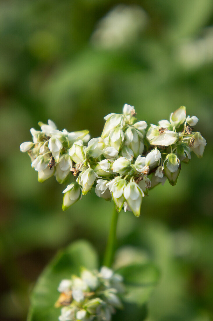 Flowering buckwheat in field