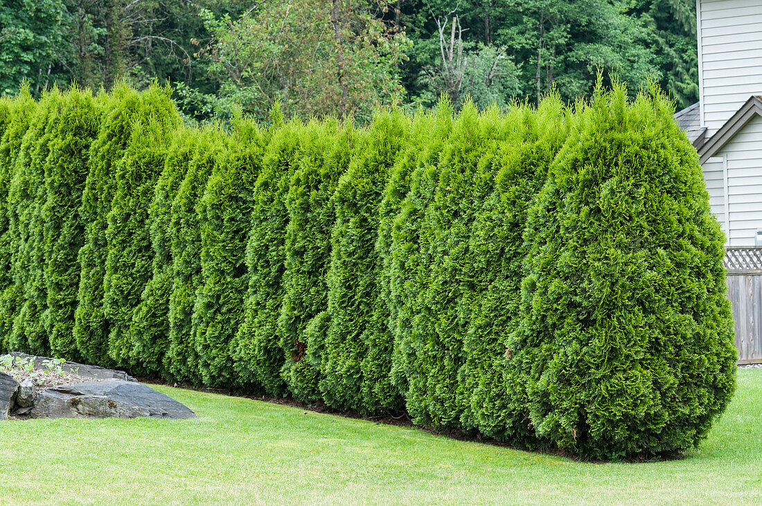 Lebensbaum (Thuja occidentalis) 'Smaragd'