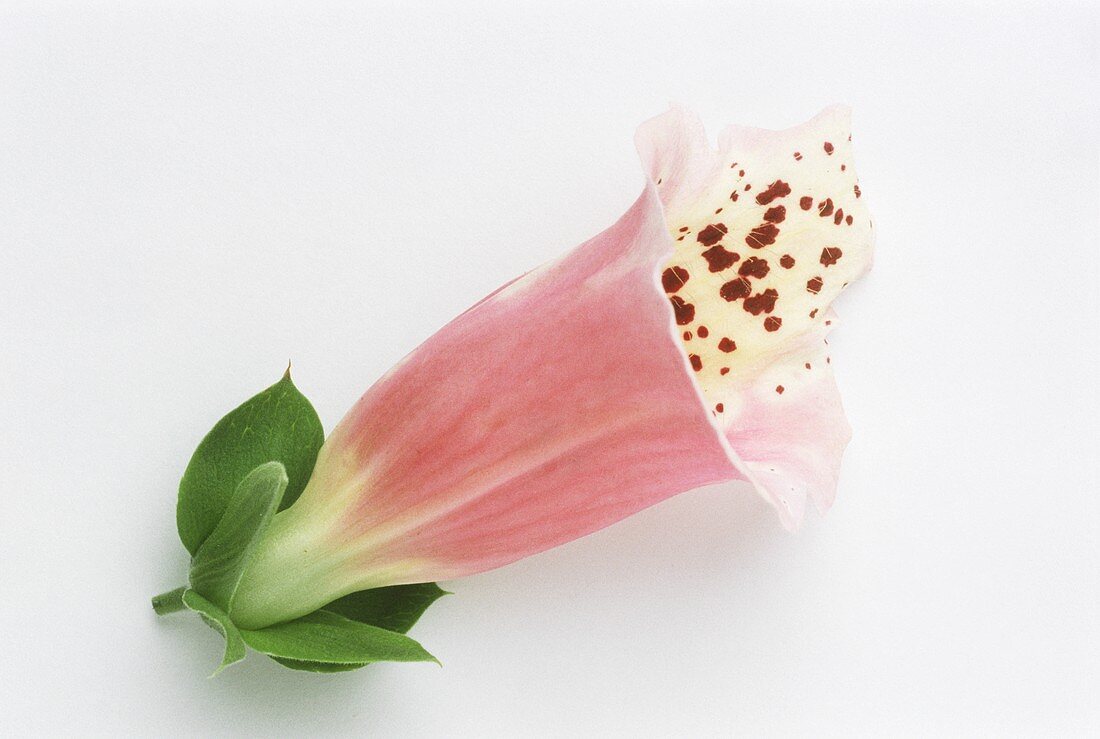 A red foxglove flower 