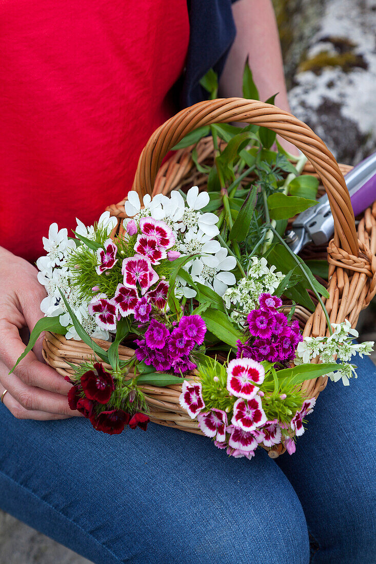 Frau hält Korb mit frisch geschnittenen Bartnelken (Dianthus barbatus)