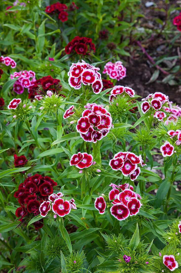 Dianthus barbatus in full bloom in the summer garden