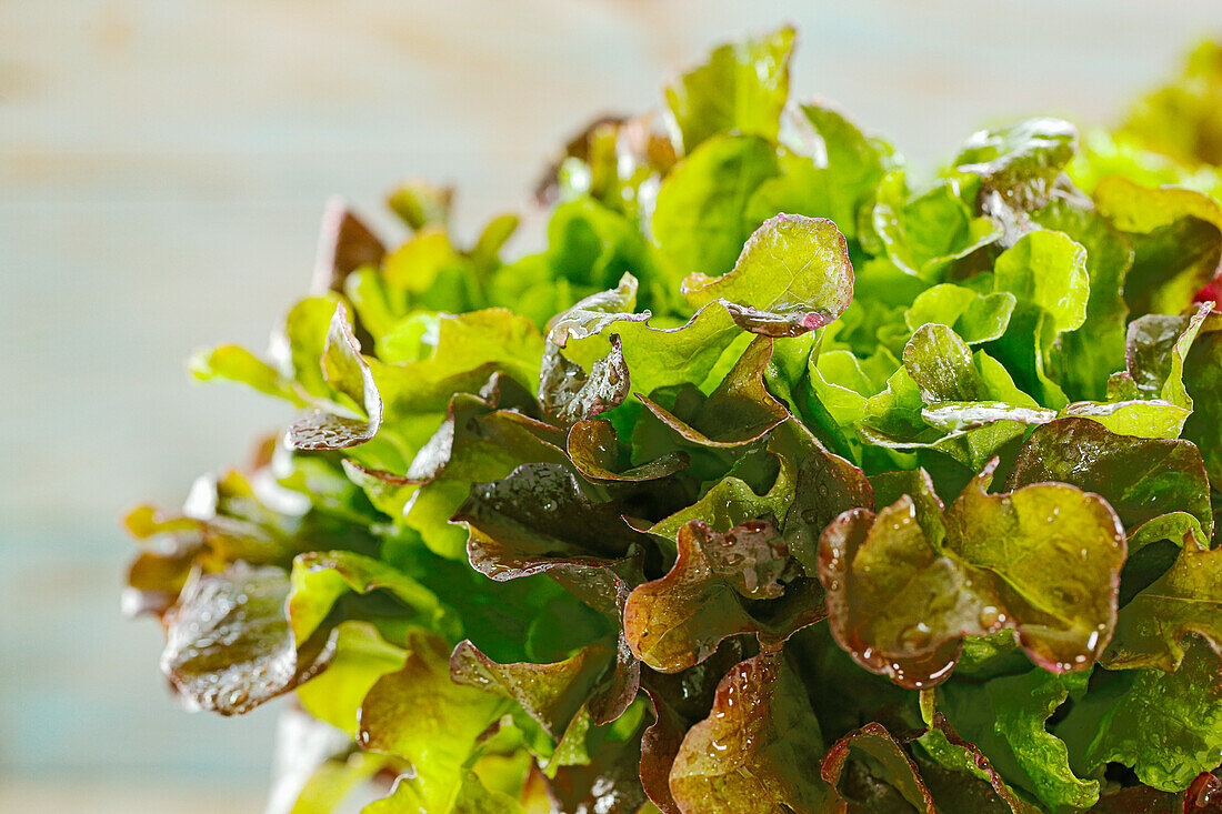 Fresh oak leaf salad with water droplets