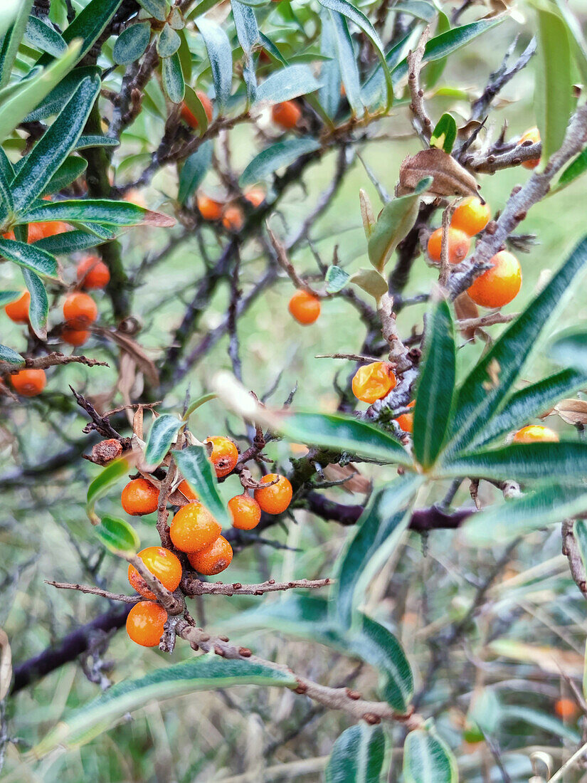 Sea buckthorn berries on the bush