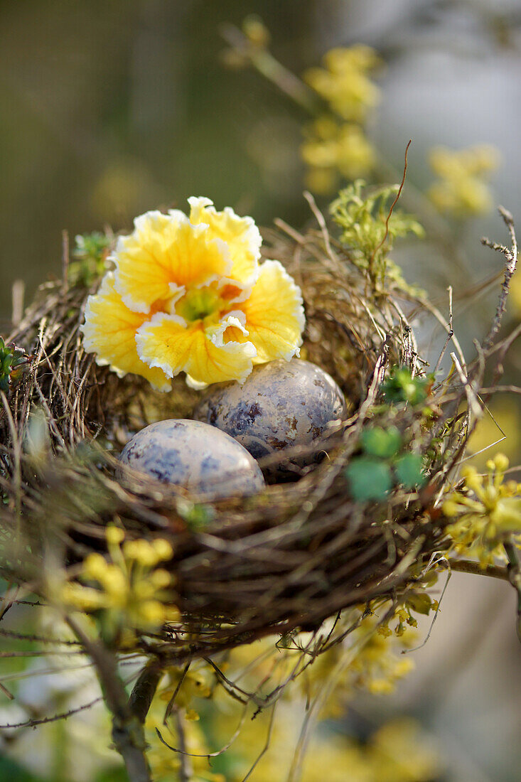 Bemalte Ostereier und Blüte der Zuckergußprimel (Primula) im Osternest aus Blütenzweigen