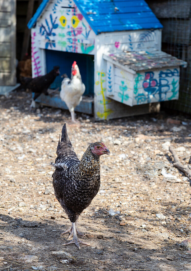 Chickens in front of painted coop in rural outdoor area