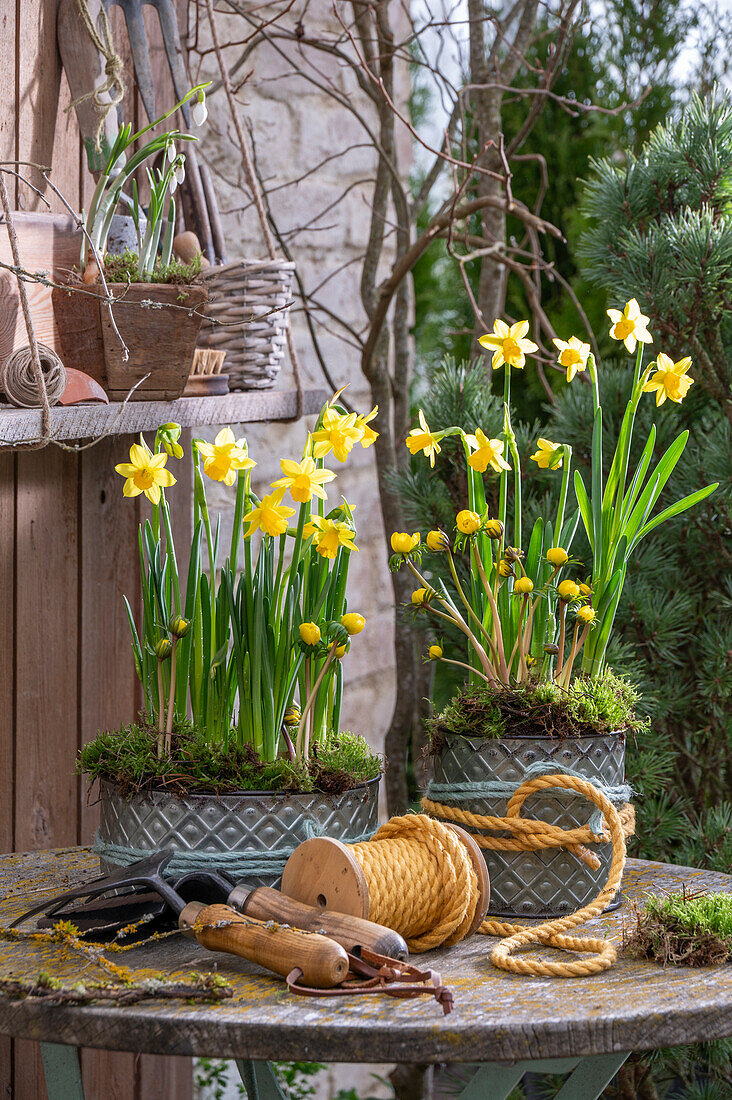 Daffodils &#39;Téte á Téte'39;