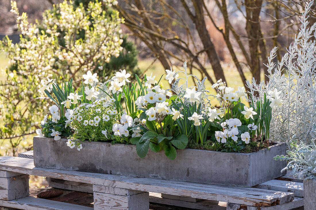 Blumenkasten mit Narzissen 'Sail Boat', Emustrauch 'Silver Striker', Steinbrech, Hornveilchen, Greiskraut