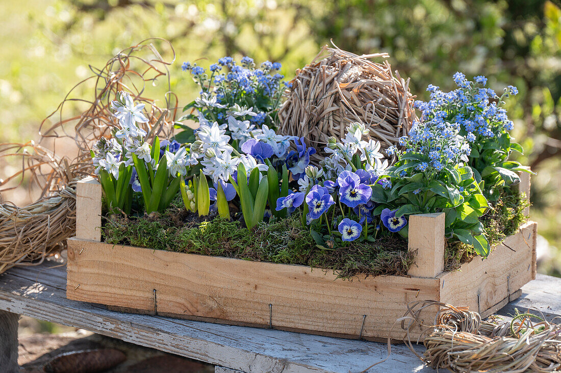 Holzstiege mit Vergissmeinnicht, Blausterne, und Hornveilchen (Viola Cornuta)