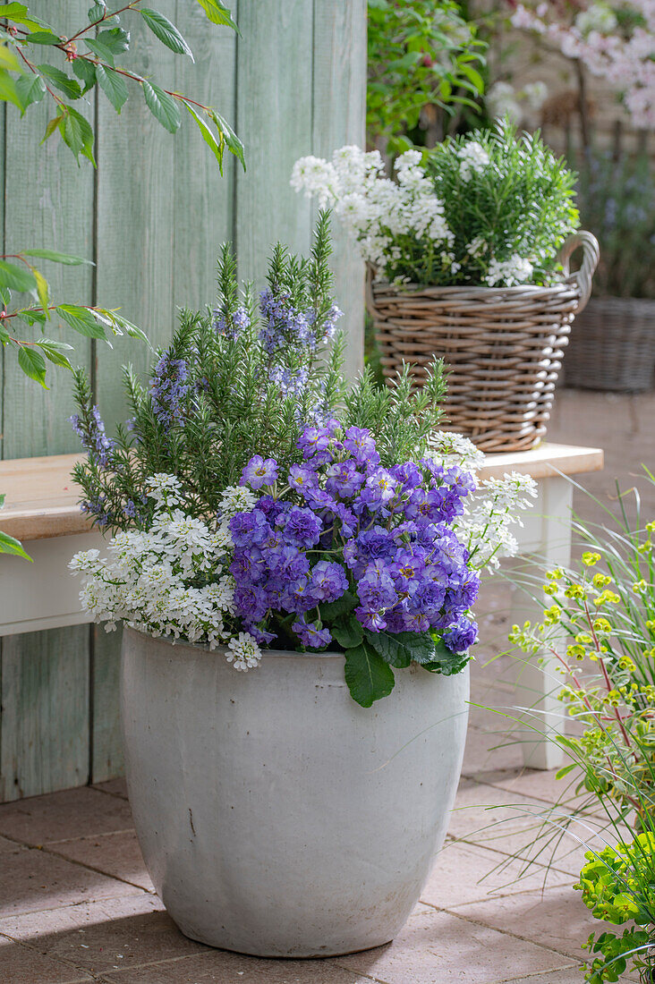 Blumenschale mit blühendem Rosmarin, Primel 'Chrystal Fountai' und Schleifenblume 'Candy' auf der Terrasse