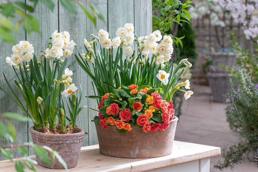 Blumenschalen auf der Terrasse mit Narzissen 'Bridal Crown' und 'Geranium', Primel 'Sweet Apricot'