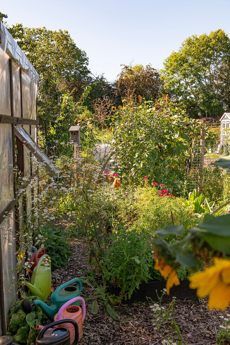 Wild vegetable garden with sunflowers, watering cans and greenhouse in summer