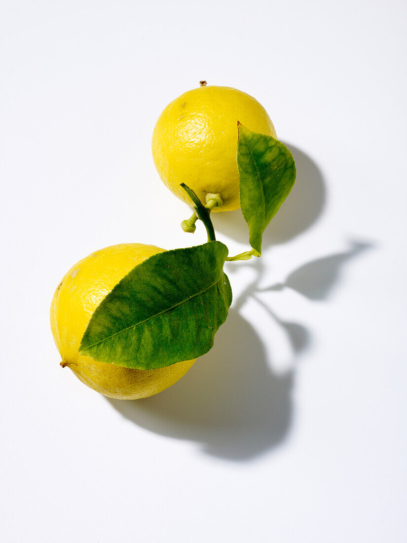 Zwei Zitronen mit Blättern