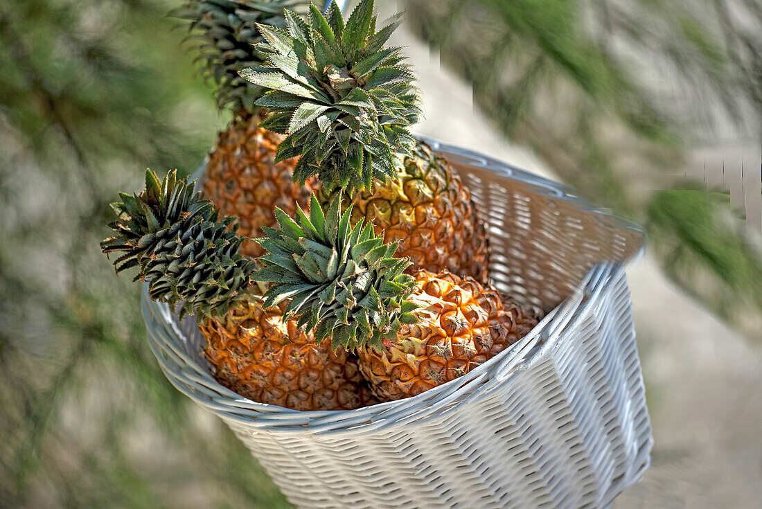 Ananas im Korb