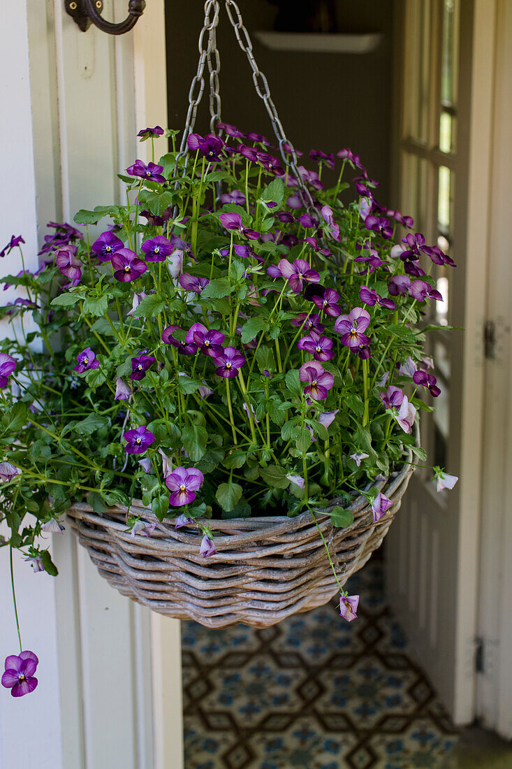 Hängender Korb mit lila Veilchen (Viola) an der Haustür