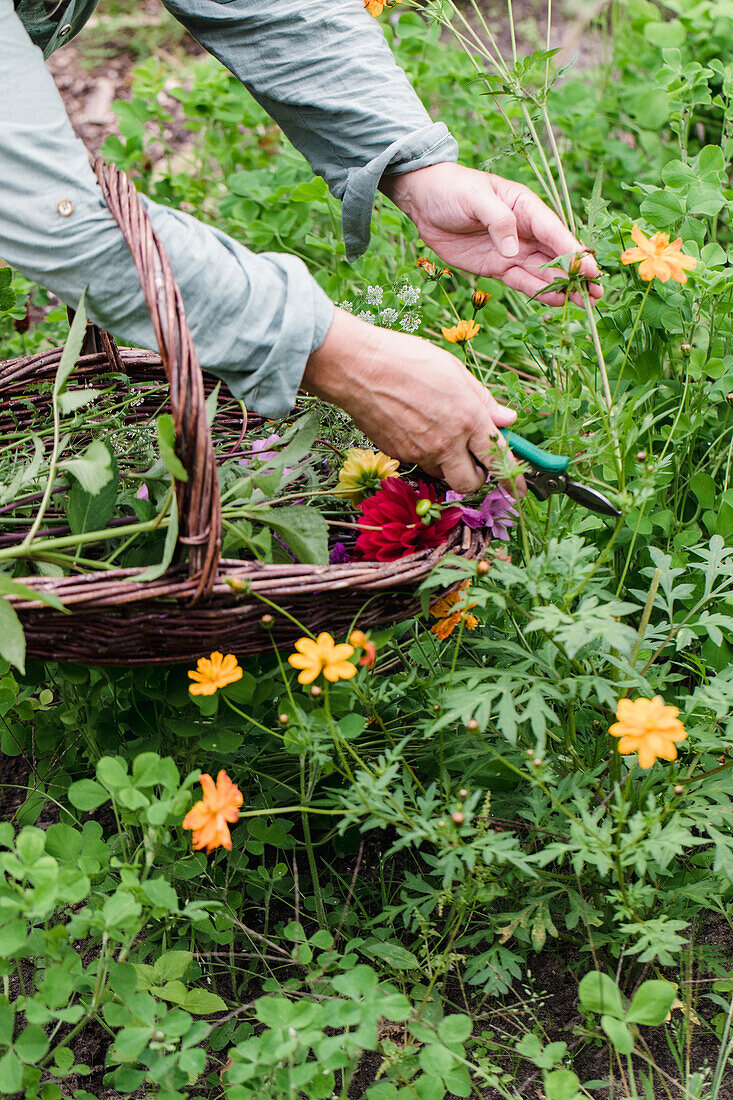 Person cutting colourful flowers in the garden with secateurs