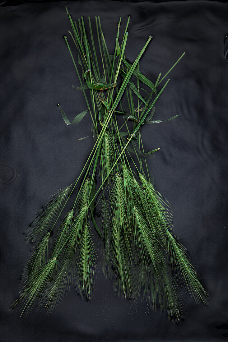 Wild wheat floating on water