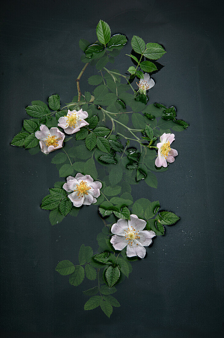 Dogwood roses on water