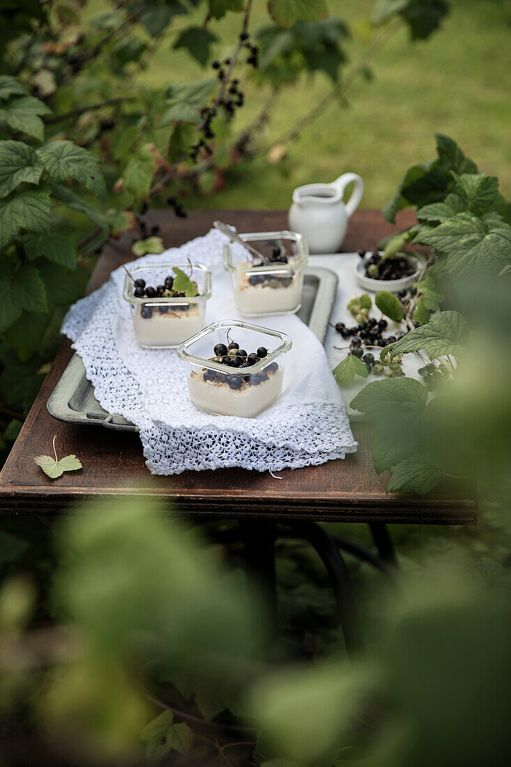 Panna cotta with blackcurrants in small glasses