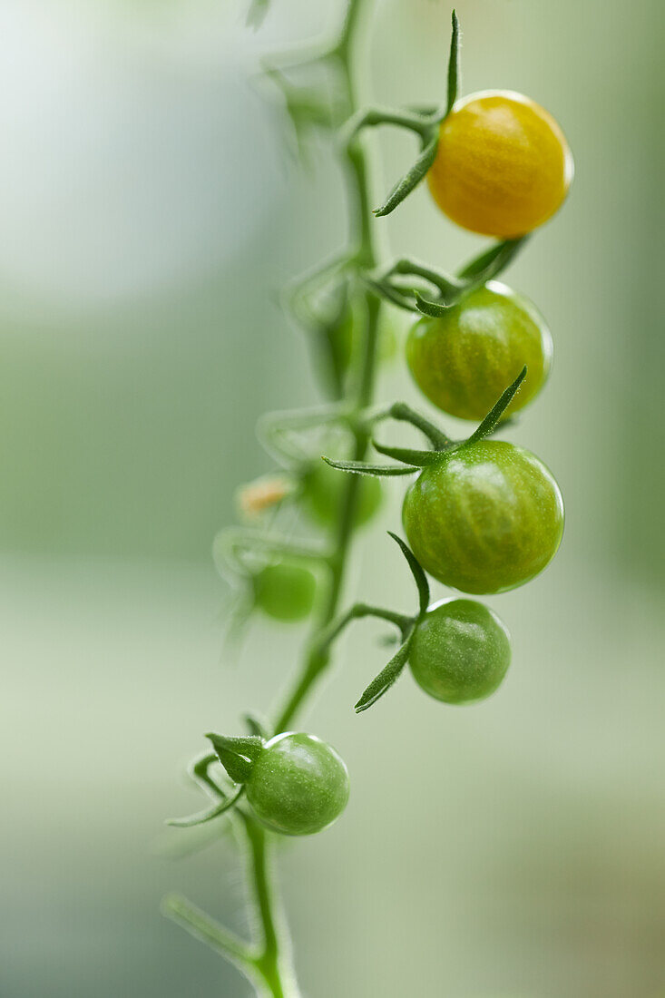 Green and yellow cherry tomatoes on a branch