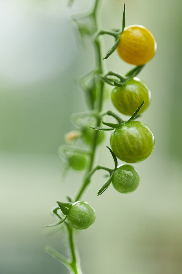 Grüne und gelbe Kirschtomaten am Zweig