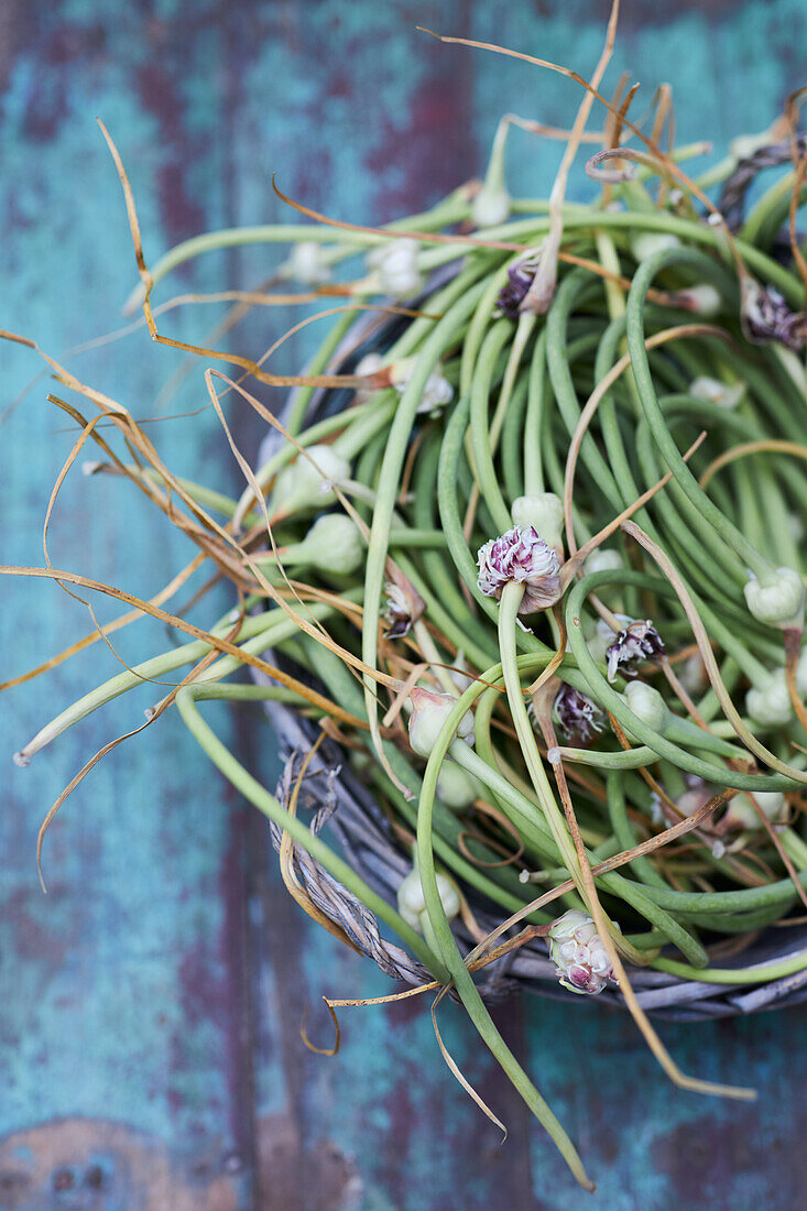 Freshly harvested garlic