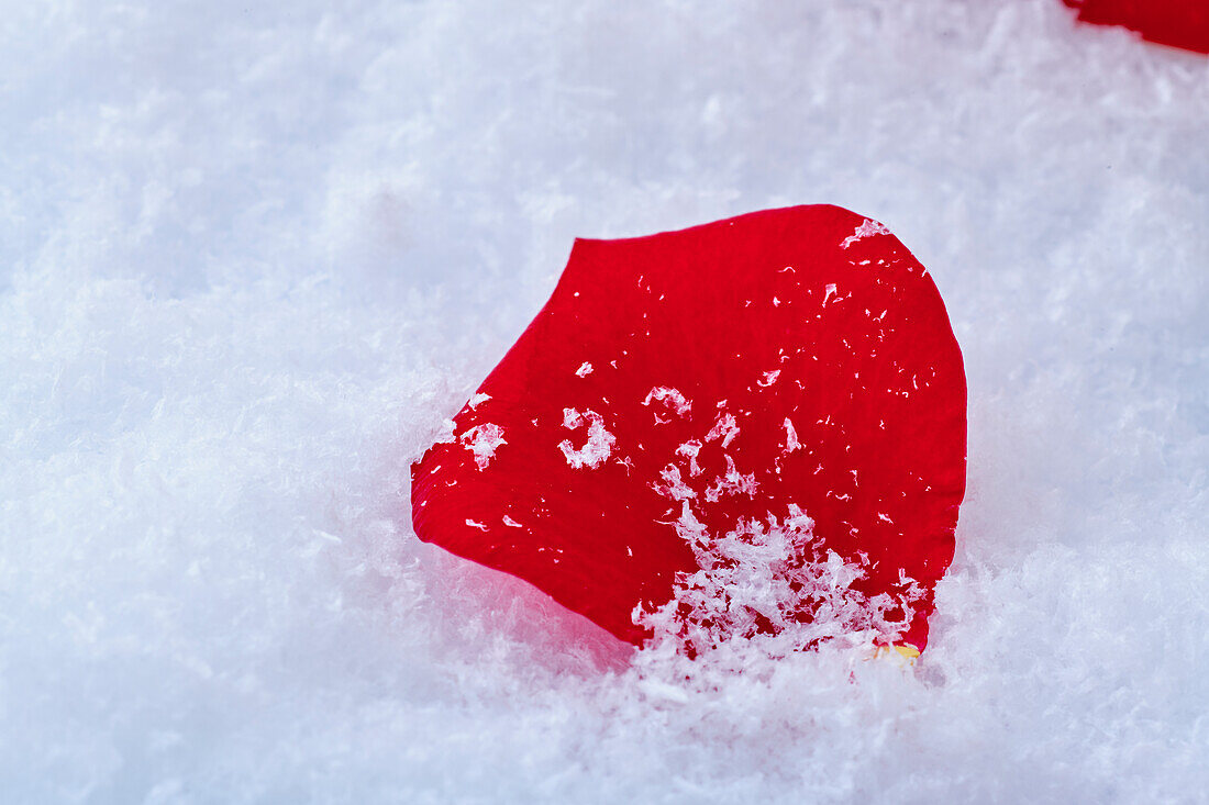 Red rose petal in the snow