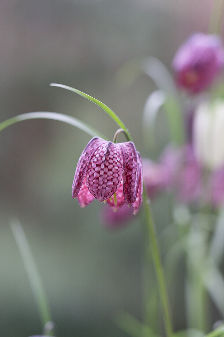 Checkerboard flower (Fritillaria) in the garden, portrait