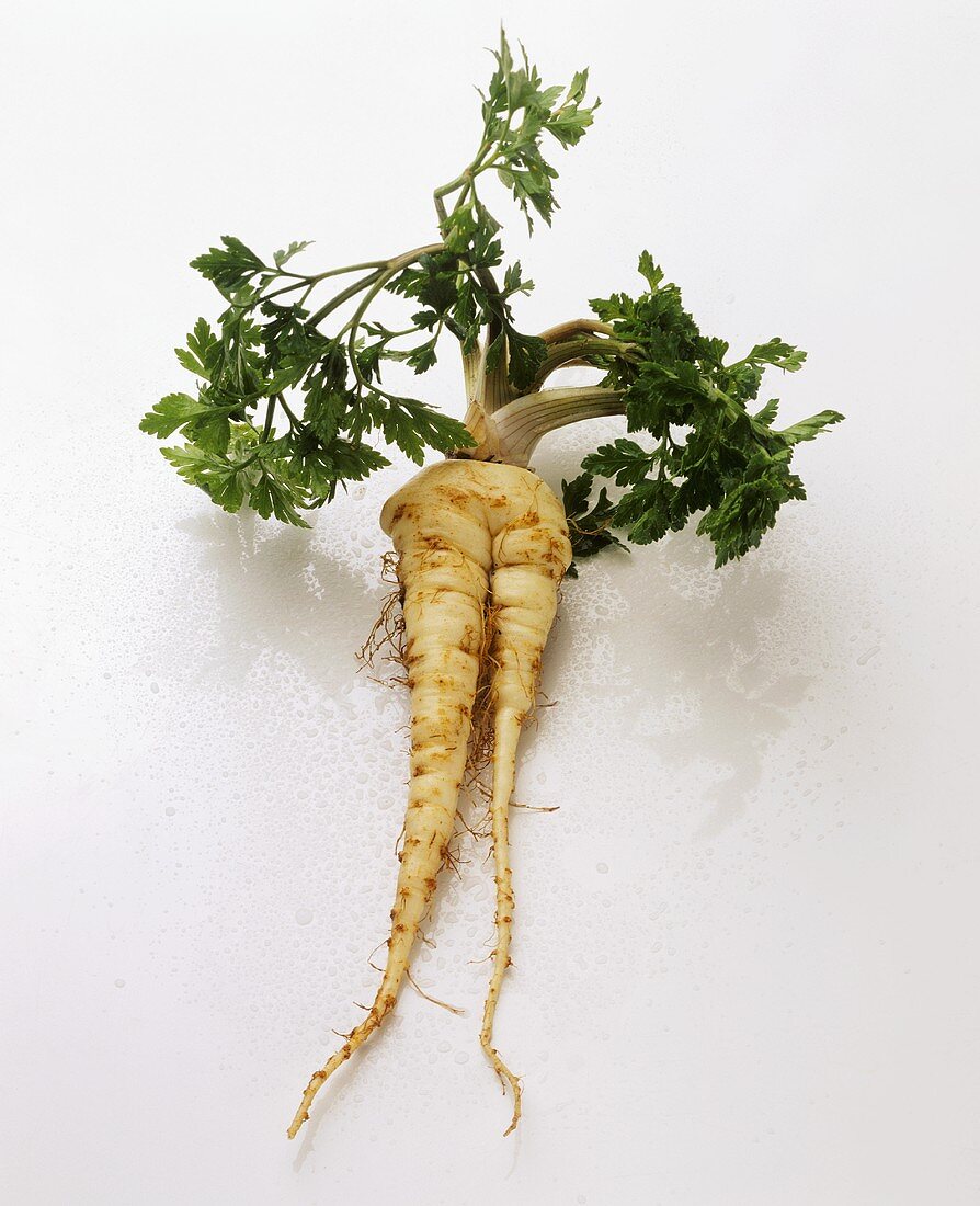 Parsley root with parsley on white background