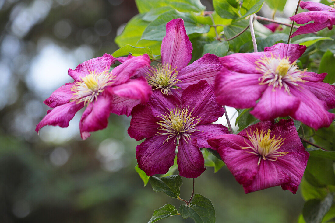 Pink clematis flowers, (Clematis), portrait