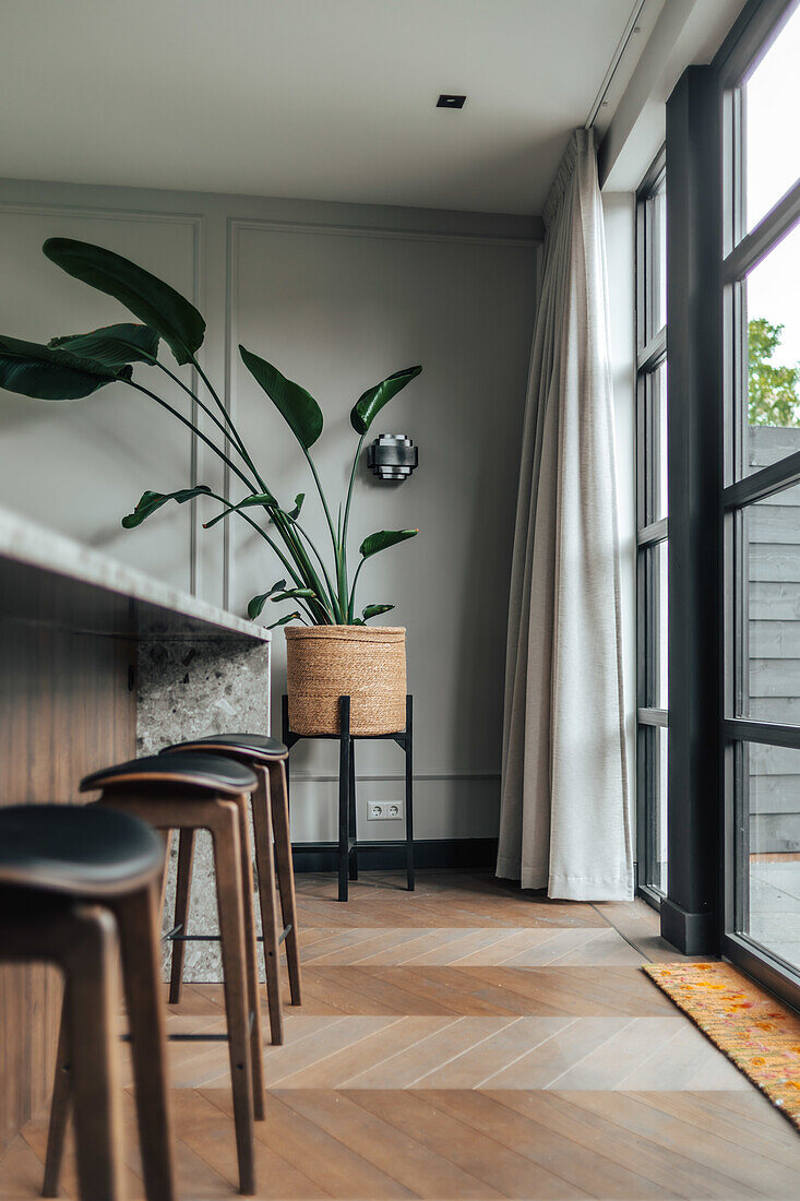 Bar stools at island and plant in modern kitchen area with large windows