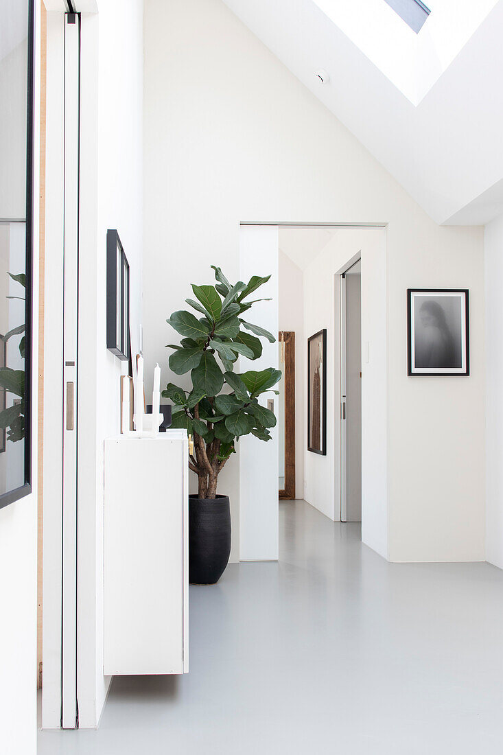 Bright hallway with fig tree in black planter and picture frame on the wall