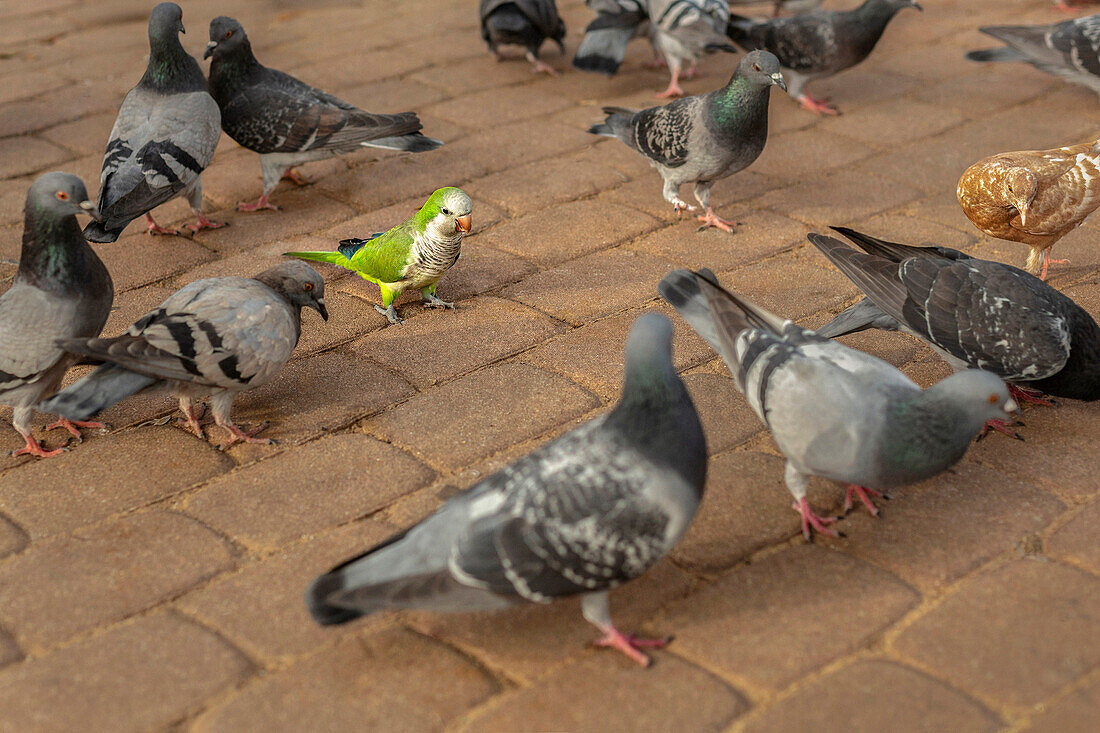 Parakeet among pigeons on cobblestone sidewalk\n
