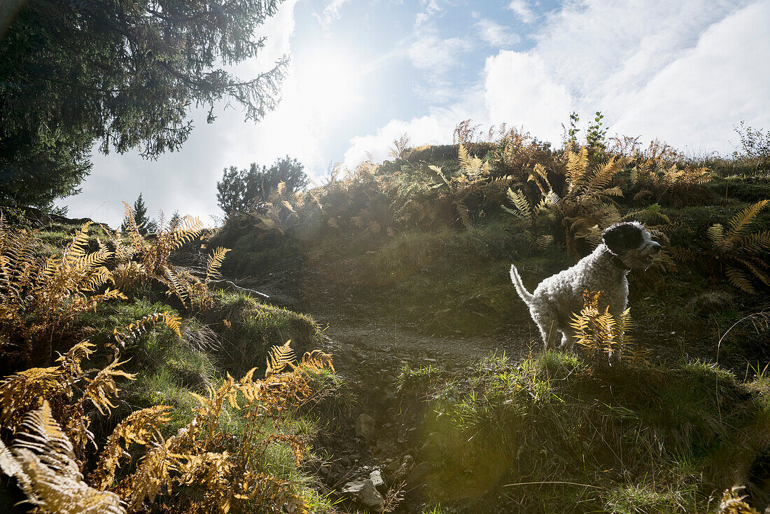 Dog on sunny Hohe Kugel trail in nature with ferns, Vorarlberg, Austria\n