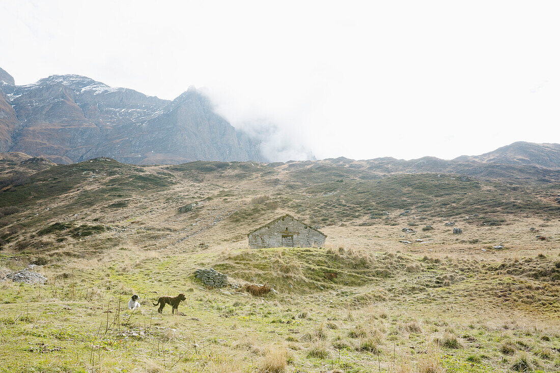 Dogs in rural, grassy field below mountains, San Bernadino, Grisons, Switzerland\n