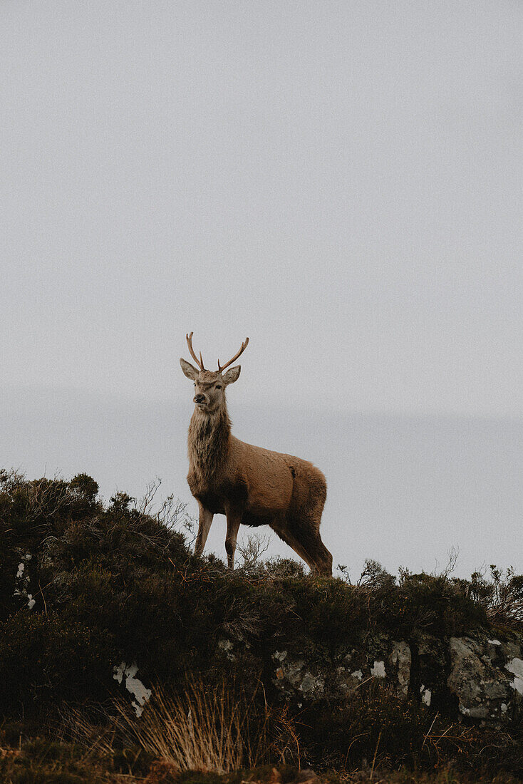 Deer standing on top of hill below cloudy sky, Assynt, Sutherland, Scotland\n