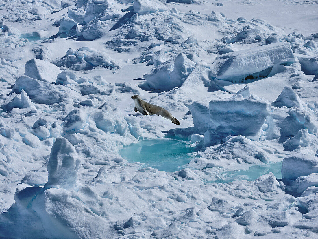 Robbe beim Sonnenbad zwischen Schnee und Eis, Antarktische Halbinsel, Weddellmeer, Antarktis