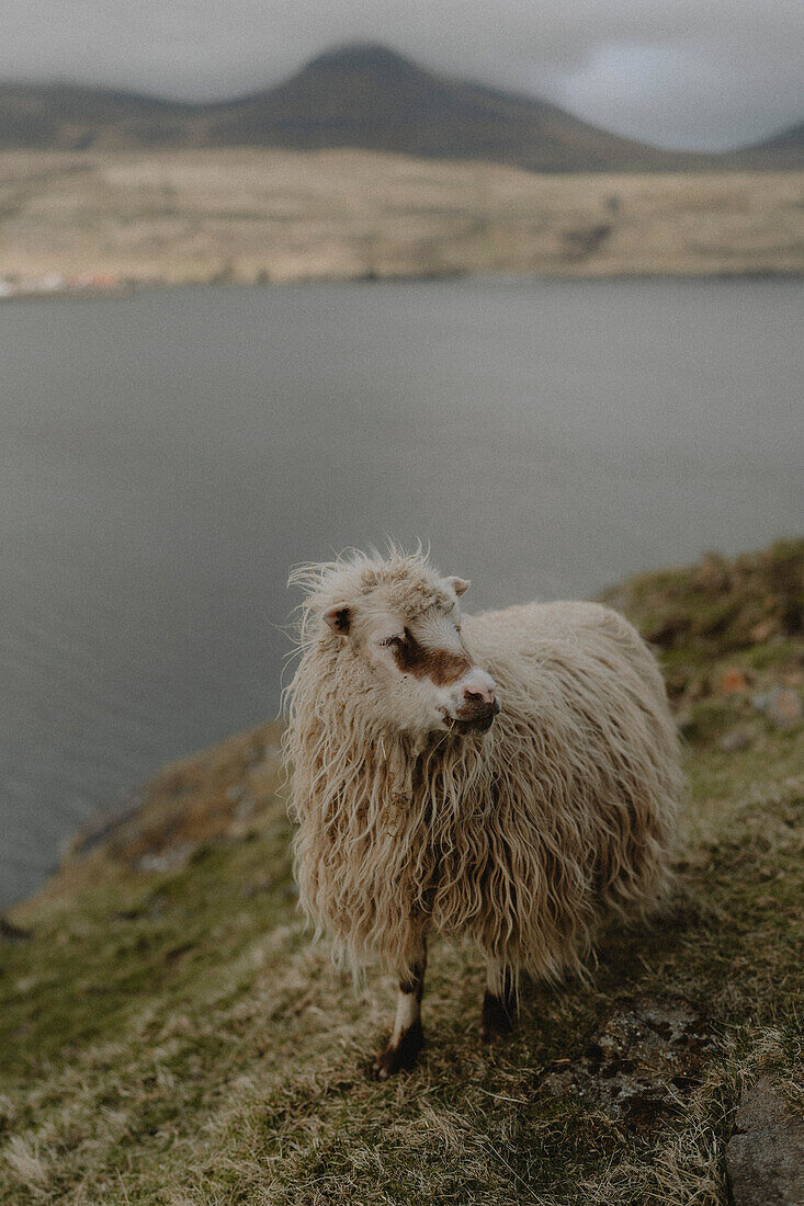 Färöische Schafe auf einem Hügel in der Ferne, Fossa, Haldarsvik, Färöer Inseln