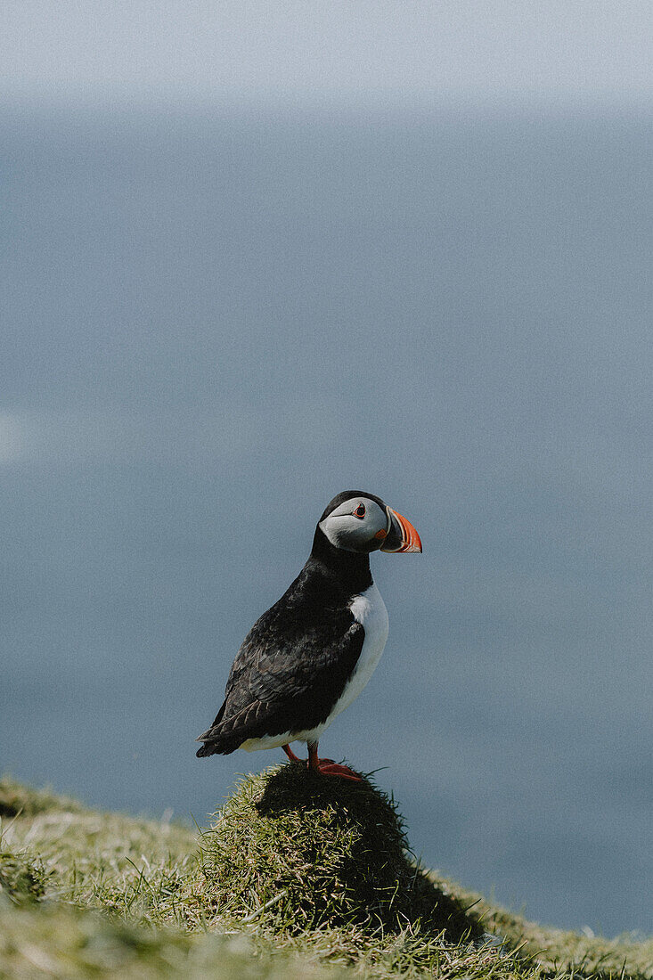 Side view puffin standing on grassy hill, Mykines, Faroe Islands\n