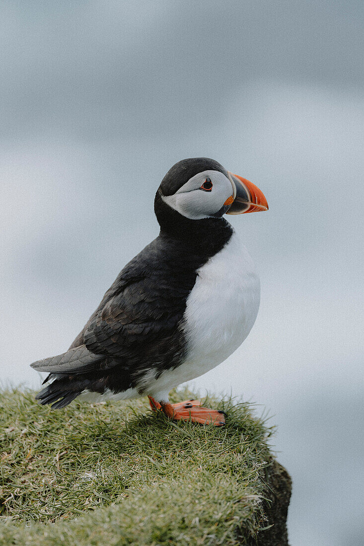 Close up puffin standing in grass, Mykines, Faroe Islands\n