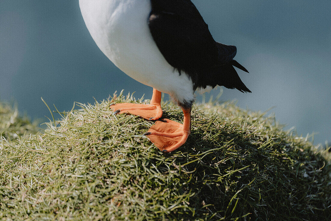 Nahaufnahme der Beine eines Papageientauchers auf einem grasbewachsenen Hügel, Mykines, Färöer Inseln