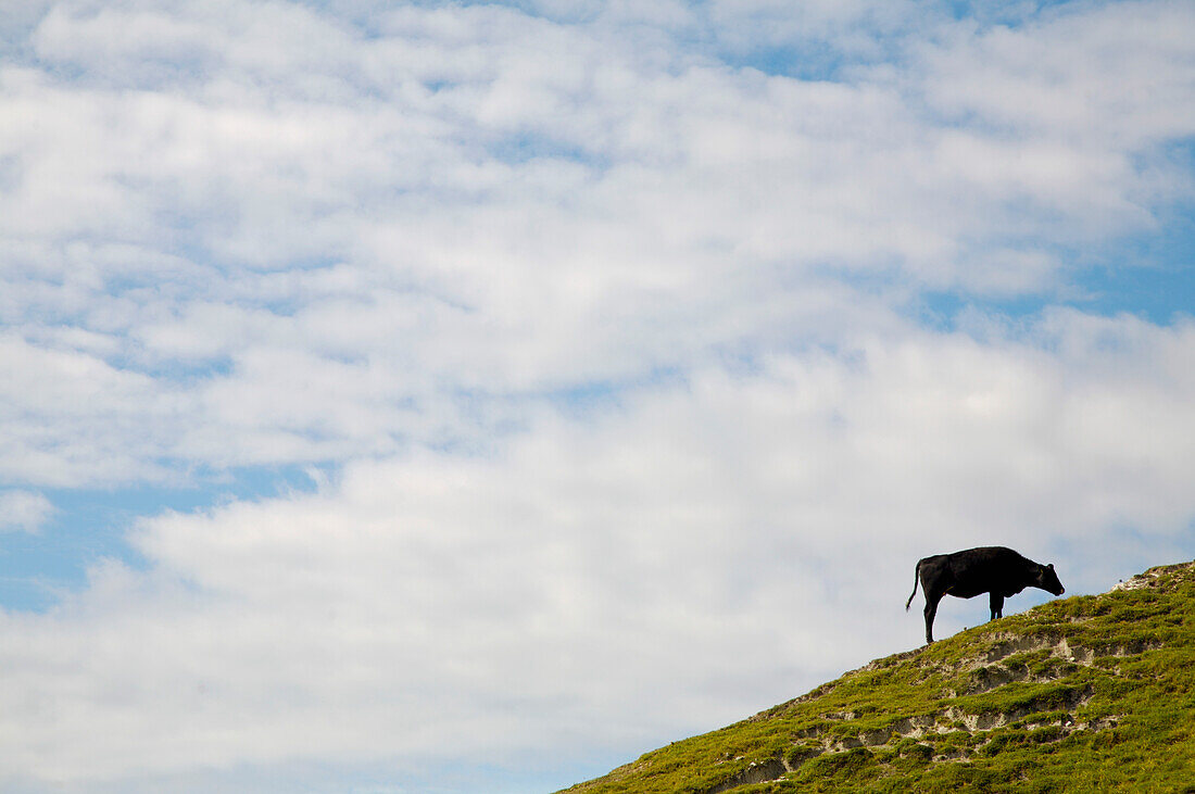 Kuh grasend auf einem grünen Hügel