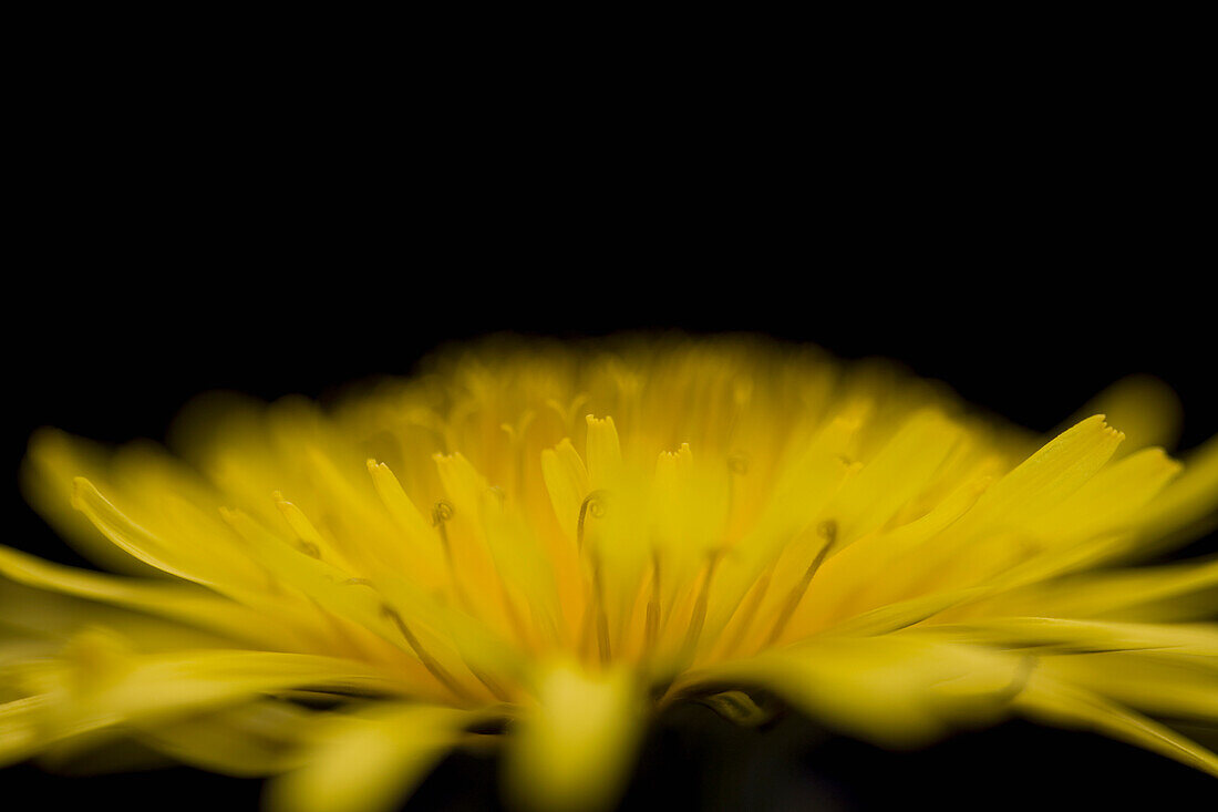 Yellow dandelion on black background\n