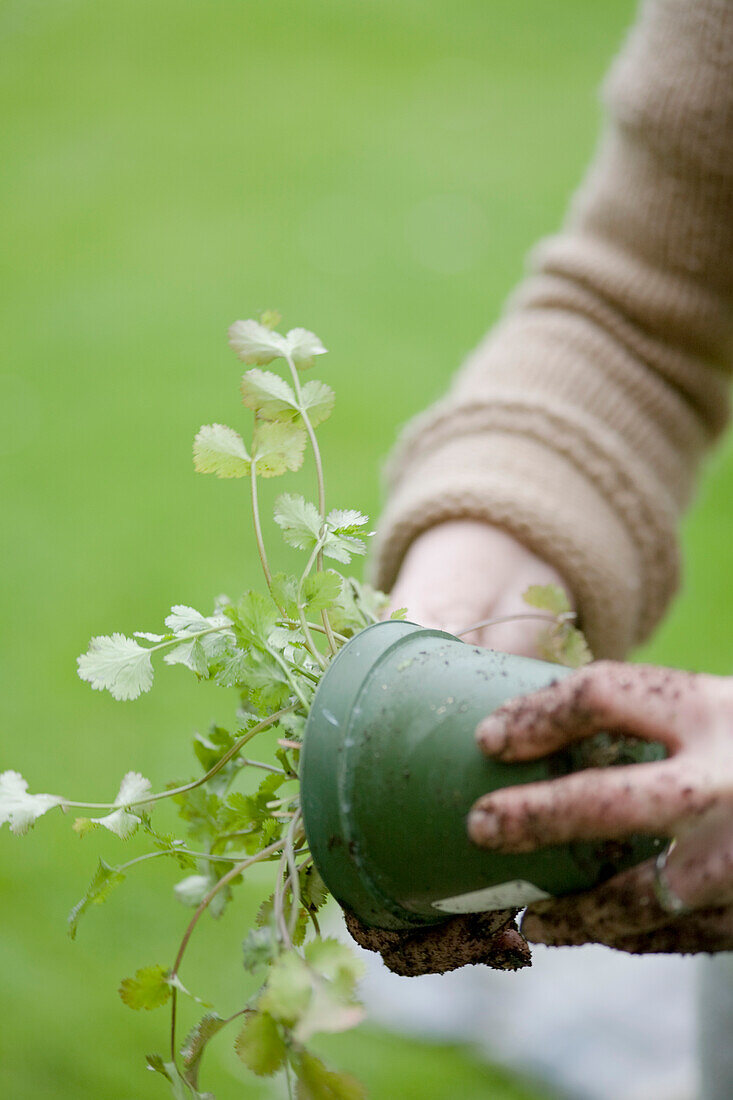 Nahaufnahme der Hände einer jungen Frau mit Blumentopf