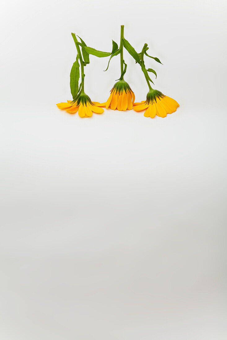 Yellow Calendula flowers upside down\n