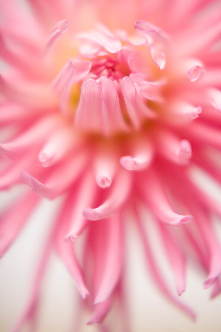Extreme close up of a pink dahlia\n