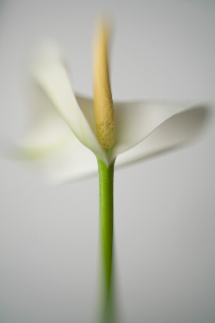 Arum lily on white background\n