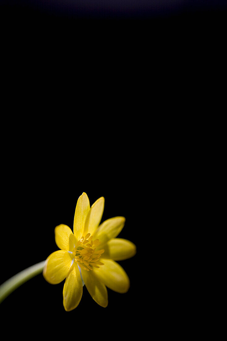 Yellow buttercup on black background\n