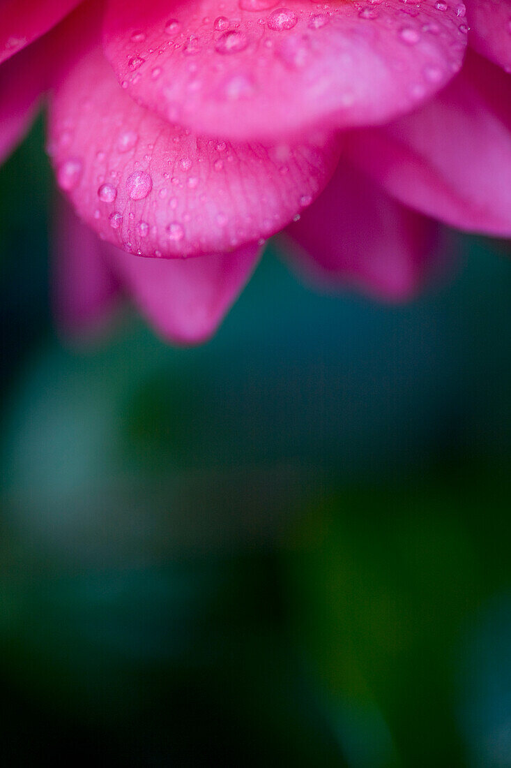Close up of Bright pink camellia\n