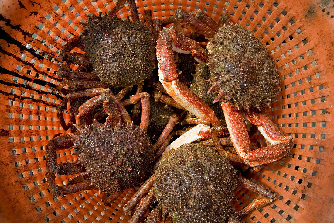 Close up of crabs in a basket\n